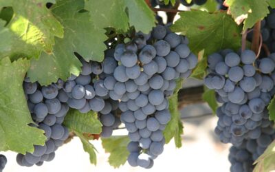 ¿Cómo una vid francesa terminó siendo el emblema de la viticultura argentina?